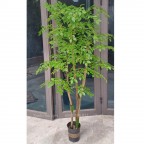 cây nam thiên trúc giả KT 150cm thân gỗ